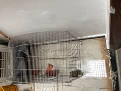 parrot cage urgent sale price will be negotiable little bit