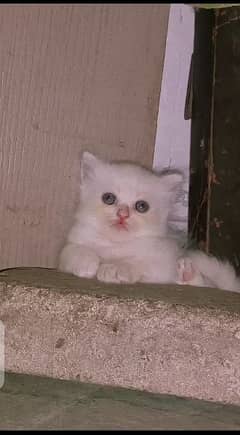 White Persian cat female 0