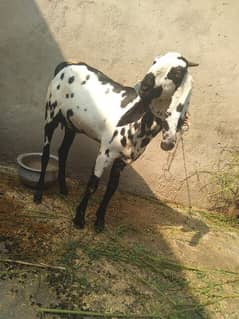 Goat (phatt) for sale age