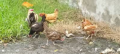 Desi Murga with 5 Hens