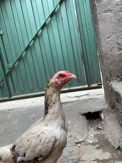 aseel hen for sale