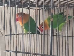 love bird pair Age 3 year 0