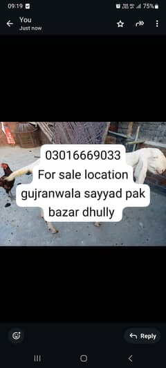 2 dant andal bakra breeder ba ban sakta ha