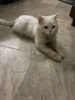 Persian White Male Cat