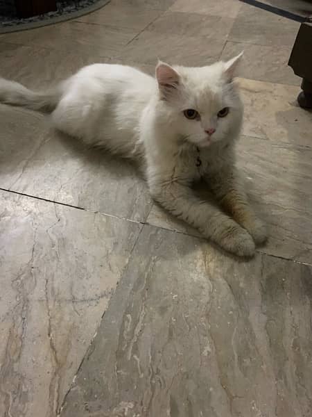 Persian White Male Cat 0