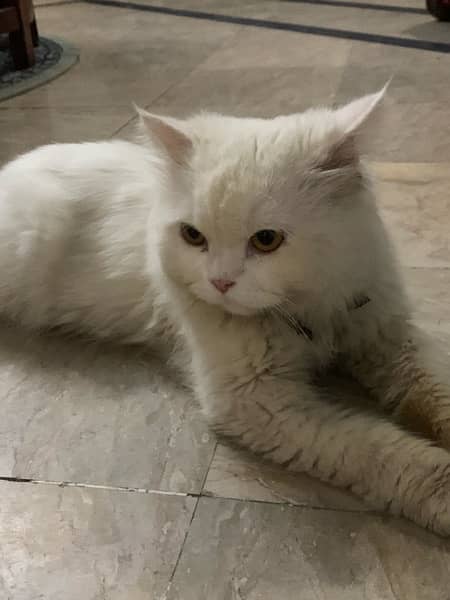 Persian White Male Cat 1