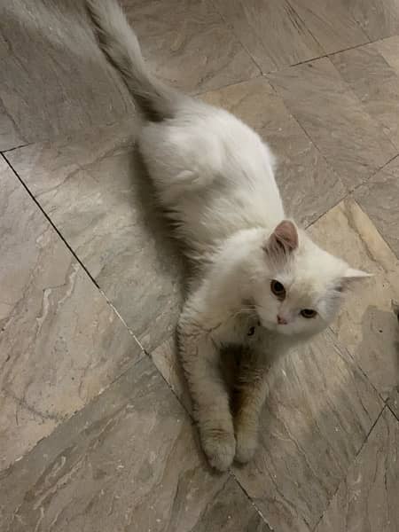 Persian White Male Cat 2