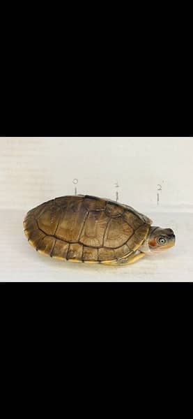 Turtle 3