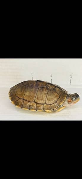 Turtle 4