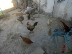 8 egg laying hens avalibel jes m 4 phatya h 0