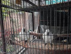 sulphur cockatoo home breed tamed