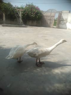 White Duck urgent sale