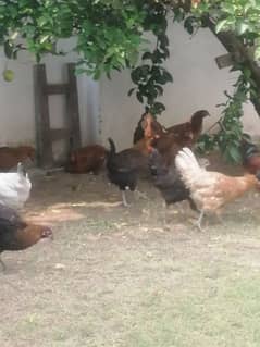 golden misri hens egg laying murgi