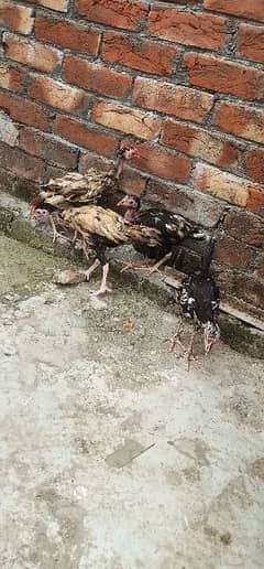 5 Aseel chicks 1500 ka 1