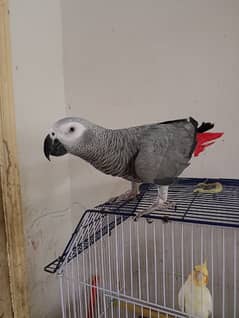 Grey Parrot