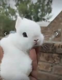 Fancy dwarf Rabbits and bunnies Lionhead, Hotot, Angora,