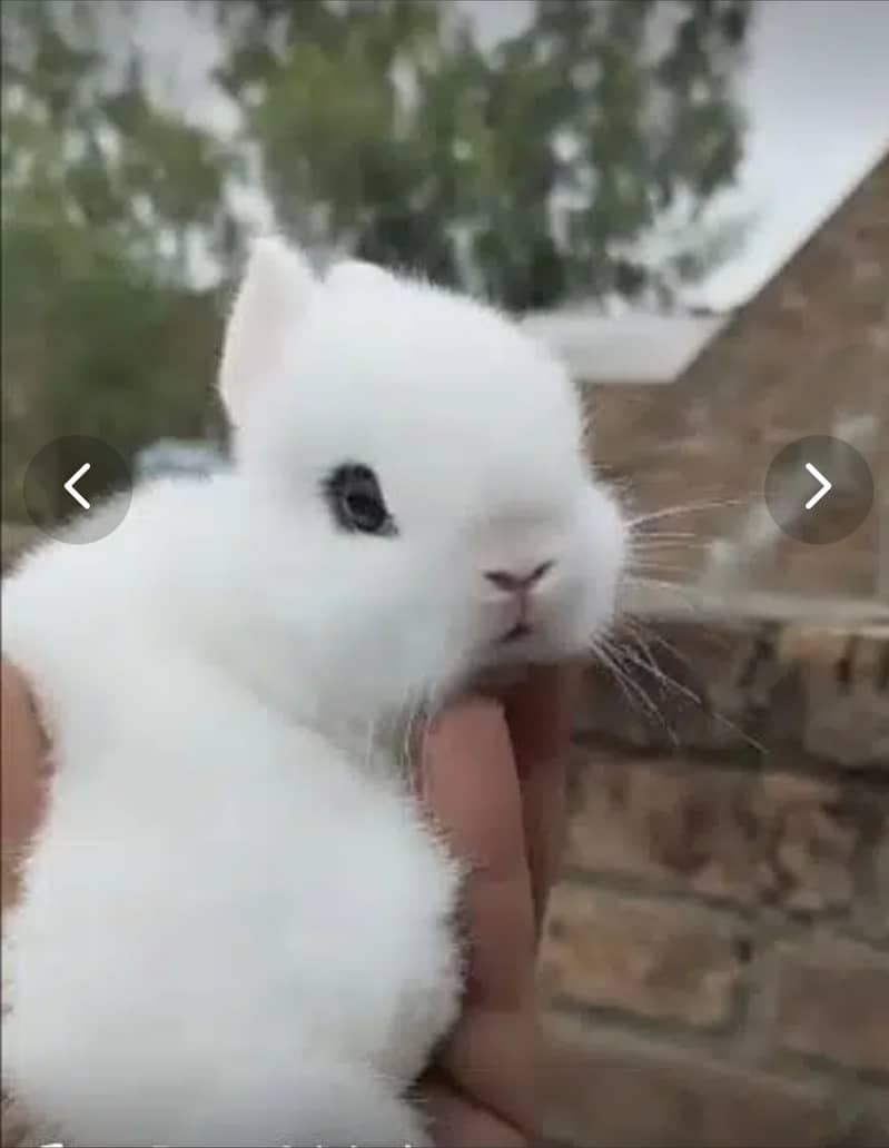 Fancy dwarf Rabbits and bunnies Lionhead, Hotot, Angora, 0