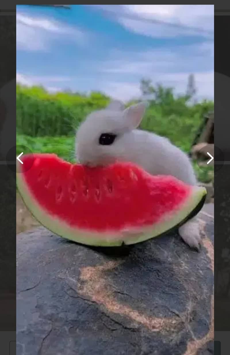 Fancy dwarf Rabbits and bunnies Lionhead, Hotot, Angora, 1