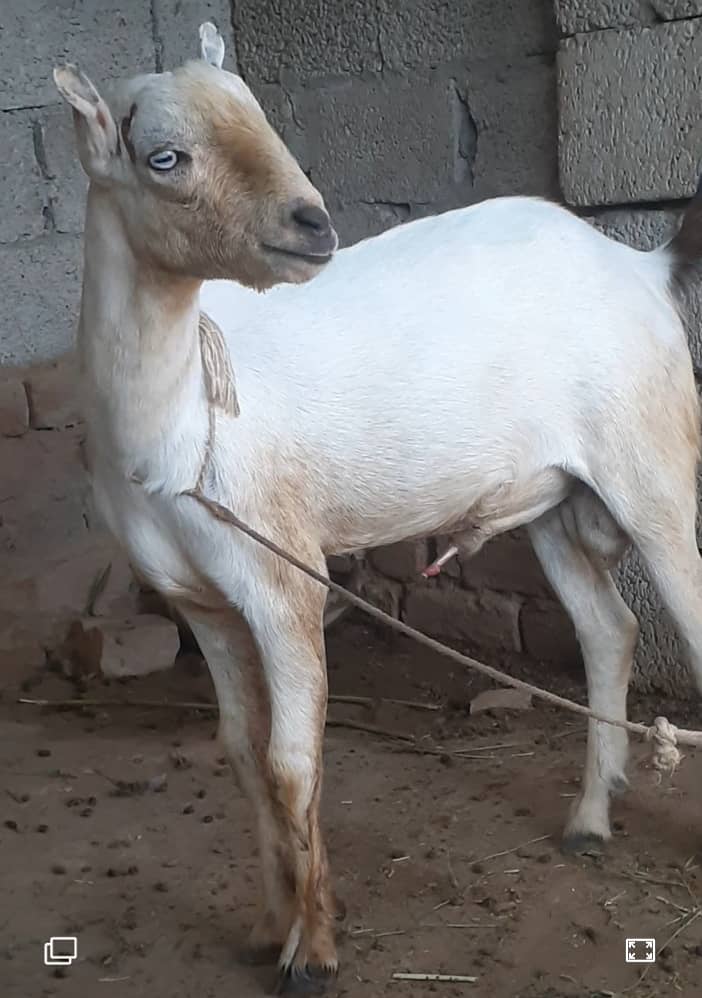 Tedda , teda tedi  , breeder bakra for sale  goat in talagang 3