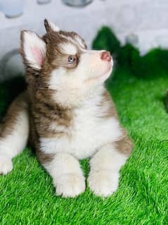 HIGH QUALITY husky puppy whoolly coated odd eyes female