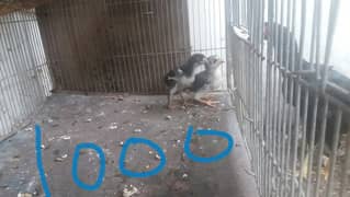 Aseel VIP male chicks 0