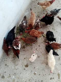 Hens for sale