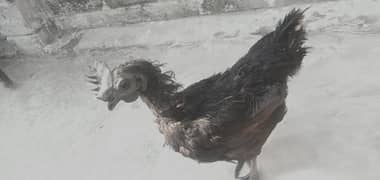 Ayam cemani black tung eggling hen