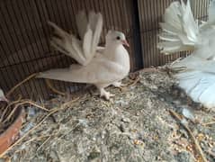 white laka piegon for sale