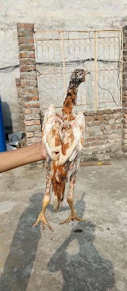 Aseel chicks forsale 03438852418 6