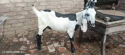 gabban bakri