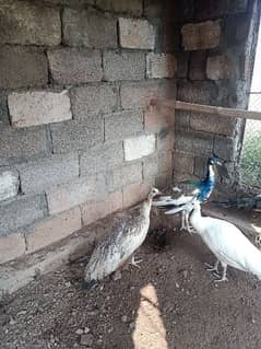 Breeder Pied Peacock Pair