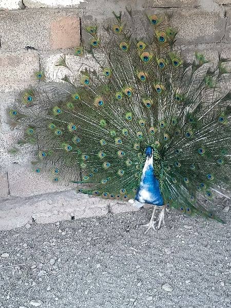 Breeder Pied Peacock Pair 1