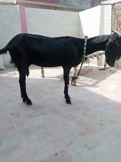 1.5month ki ghbban bakri whatsap sap 03058065030