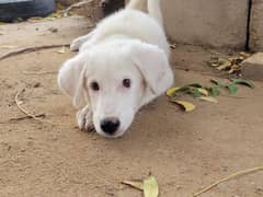 Turkish Female Dog Gray Eyes