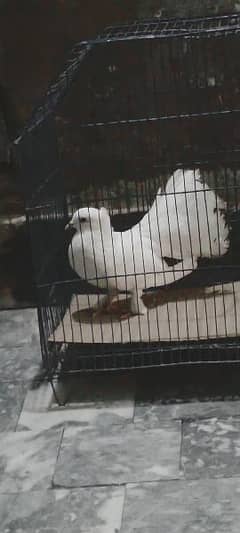 Female pigeon for sale