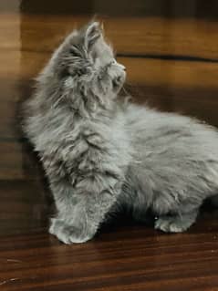 Persian kitten. Punch face