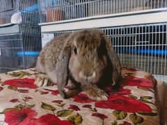 Holland lop rabbit so beautiful healthy active cute baby male