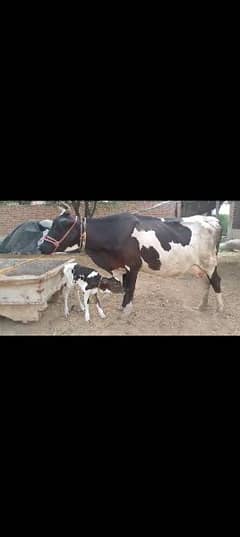 Freezen cow tazi sui hui hy 3 din ki pheechy wachi hy 12litr milk