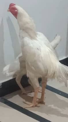 white shamo pair| king size shamoo|high quality shamo | pure aseel hen 2