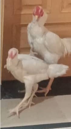 white shamo pair| king size shamoo|high quality shamo | pure aseel hen 3