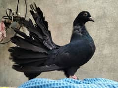 Black Fantail Lucky Pair. . . . . Exchange b ho Sakta ha sentinent se