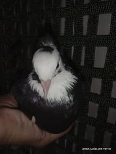 Karbalai Pigeon