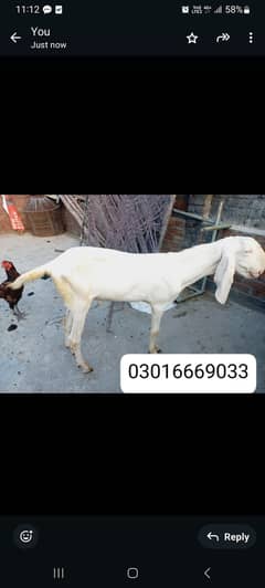 2 dant andal bakra breeder ba ban sakta ha