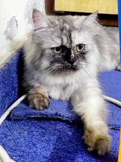 Persian Female Cat