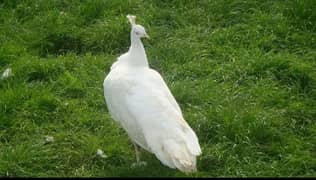 White breeder peahen female