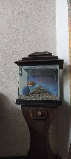 fish aquarium