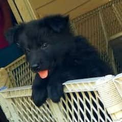 Pedigree long coated black German shepherd puppies for sale 0