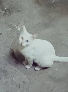 odd eye white simple cat but looks beautiful