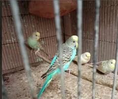 Simple Budgies Per Pair Rs. 350/-