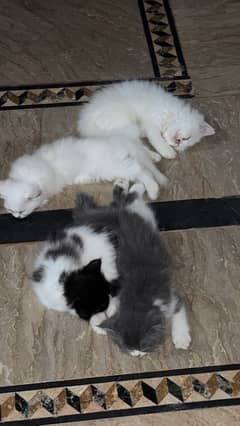 Persian kittens for sale Black White Grey Triple coat